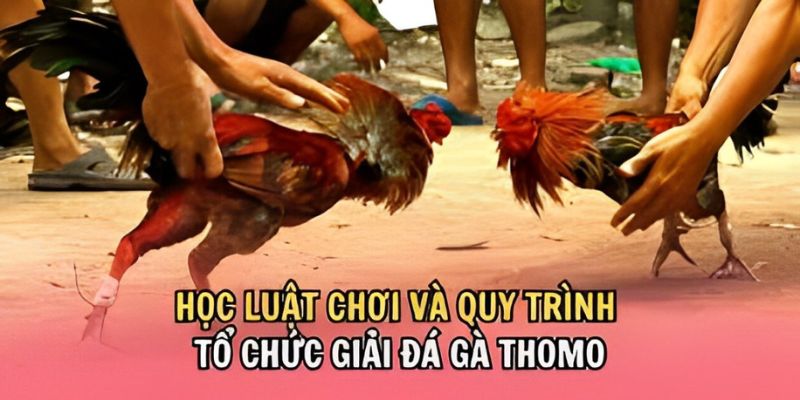 Quy định tính thắng thua của chọi kê tại U888 khá rõ ràng