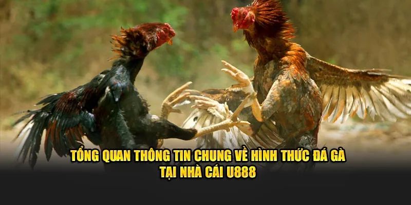 Đôi nét giới thiệu về loại hình đá gà U888