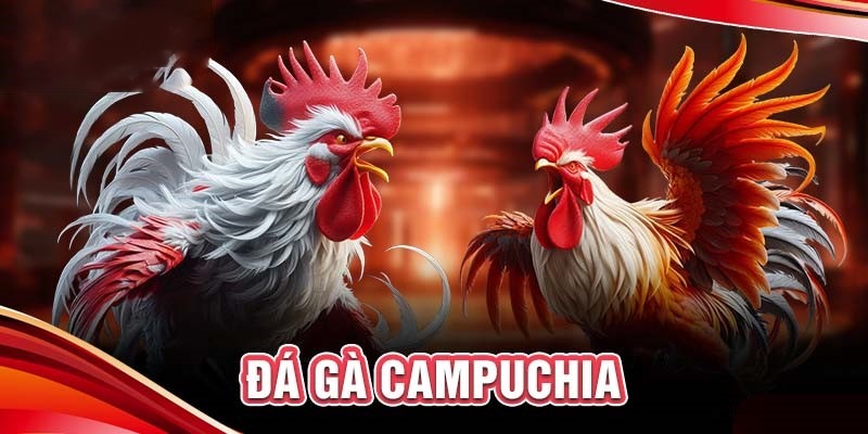 Trường gà Campuchia luôn khốc liệt và kịch tính