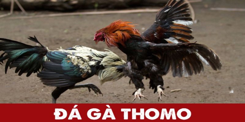 Thomo là chuyên mục được nhiều kê thủ truy cập nhất