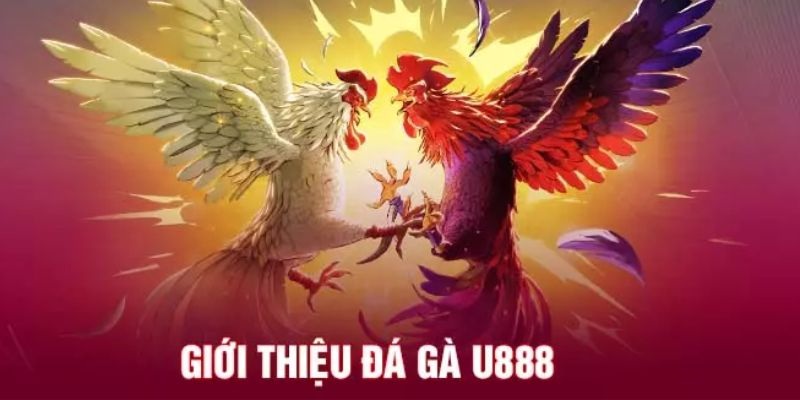 Đá gà U888 là cơ hội làm giàu cho mọi kê thủ